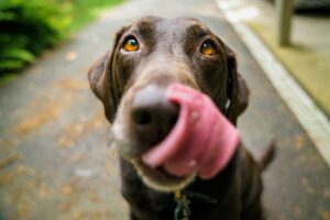 Most affectionate dog breeds - Labrador Retriver