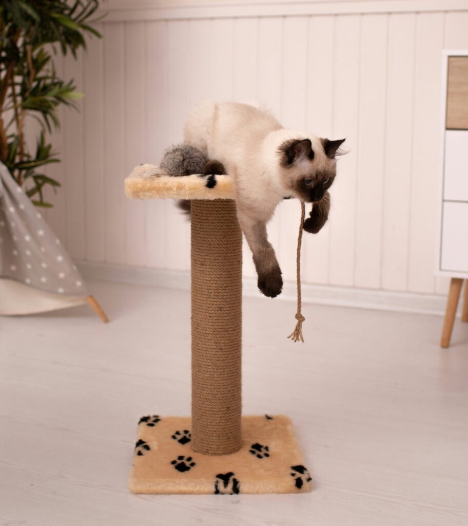 Cat and Scratching post