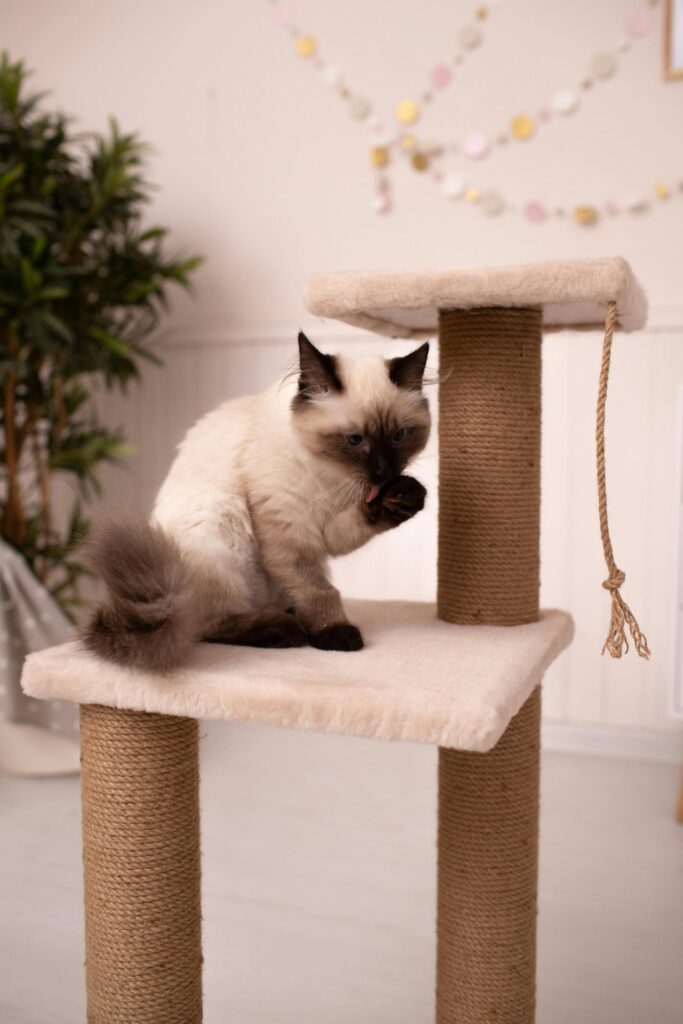 Cat and Scratching post